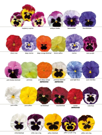 Виола крупноцветковая Селло Черри Роуз, 100шт. Профессиональная упаковка фото в интернет-магазине "Сортовые семена"